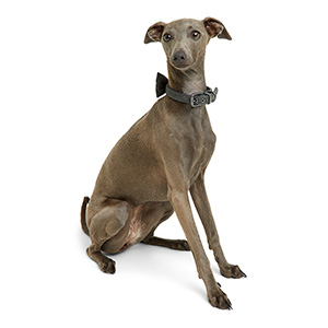 Greyhound collars sale pets at home