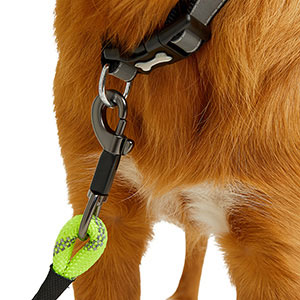 Long dog leads pets at outlet home