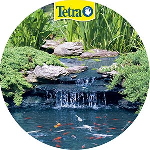 Tetra Aquasafe Pond Formula, 16.9 Ounces - Best Prices on Everything for  Ponds and Water Gardens - Webb's Water Gardens