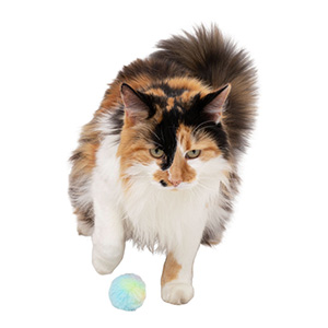 pets at home cat balls