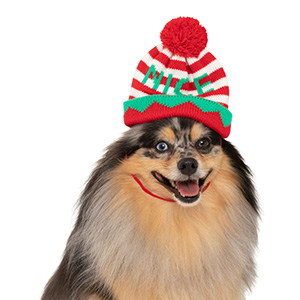 pets at home christmas outfits for dogs