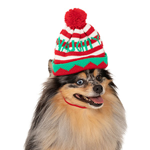 pets at home christmas outfits for dogs