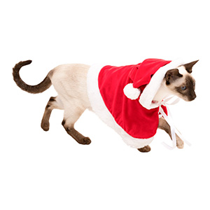 cat christmas outfit pets at home