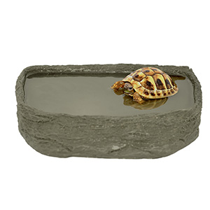 Buy a tortoise pets best sale at home