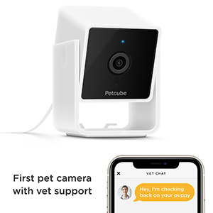 Petcube offline sales