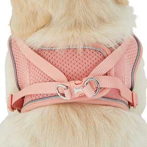 Just for sale puppy harness