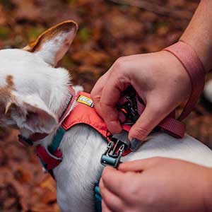 Ruffwear Hi and Light Puppy and Dog Harness Salmon Pink Pets At Home