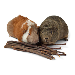 Guinea pig wood store chew