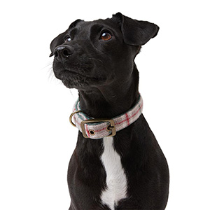 Wainwright padded sales dog collar