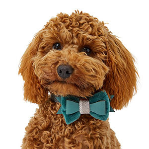 Pets at home outlet dog bow tie