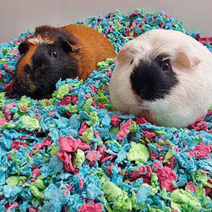 Carefresh custom guinea pig and rabbit best sale