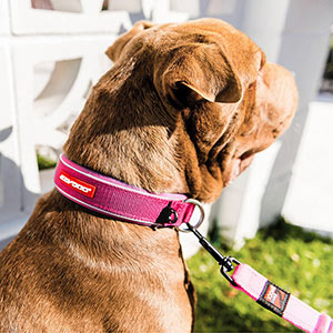 Ezydog neo shop collar