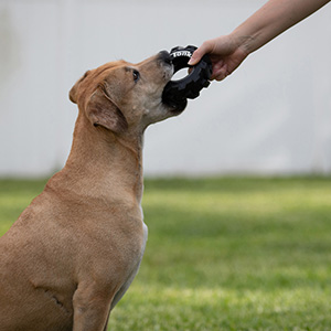 Tonka dog outlet toys