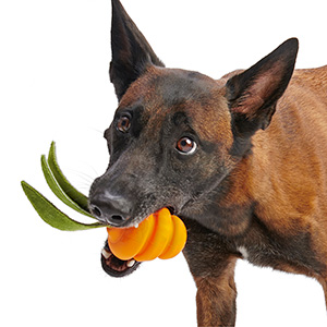 BARK carrot dog toy - Clarence the Careless Carrot 1 ct