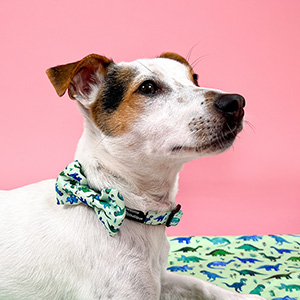 Pawsome Paws Boutique Dinky Dino Dog Collar Pets At Home