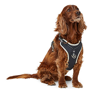 3 Peaks Ascent Dog Harness Ecru | Pets At Home