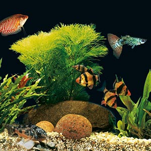 GoldFish AquaSafe aquarium water conditioner 100ML ZO-762091 Tetra