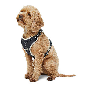 3 Peaks Ascent Dog Harness Ecru | Pets At Home