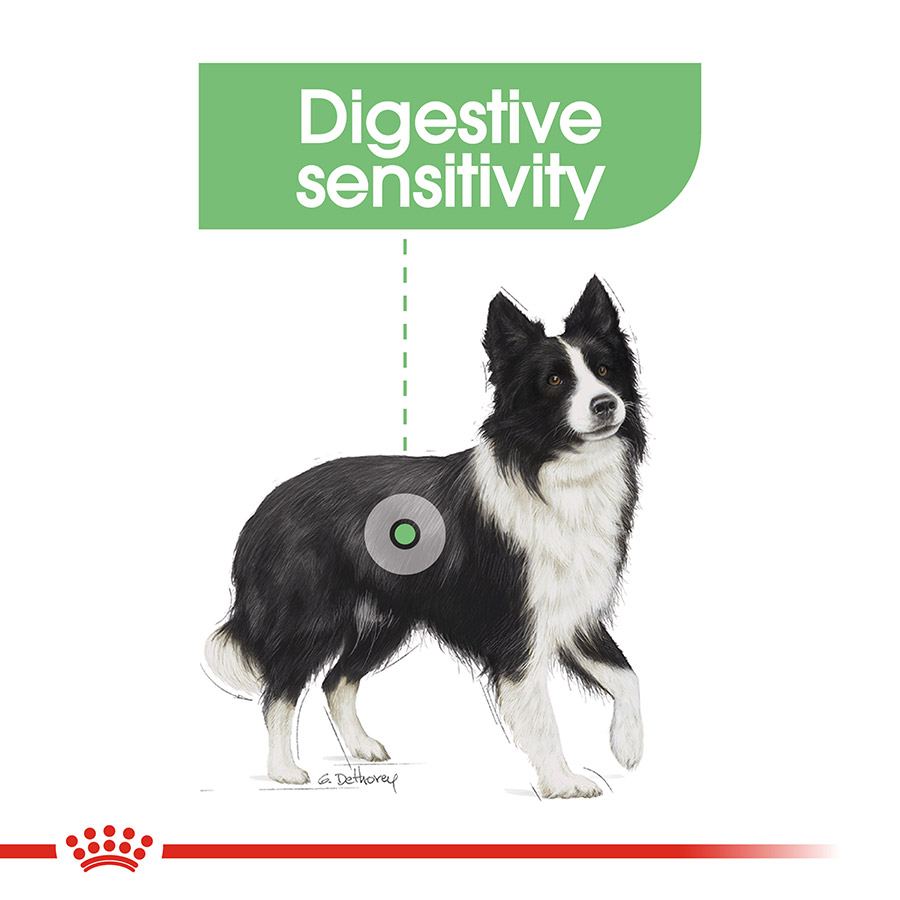 royal canin digestive medium