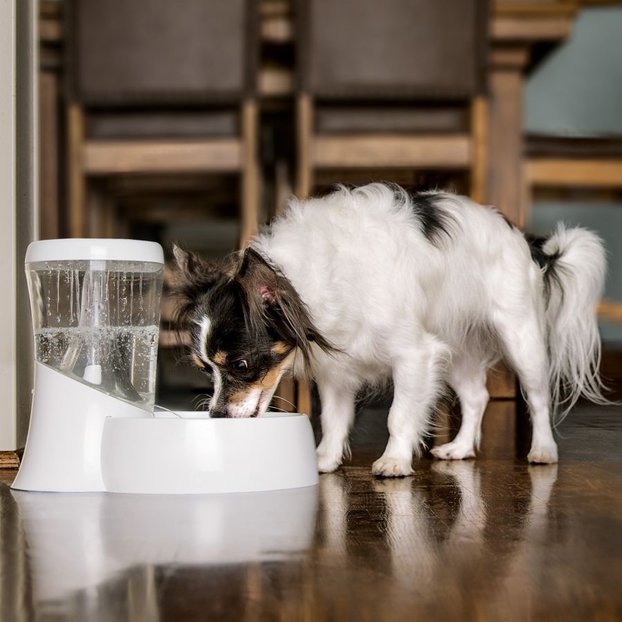 Petmate Fresh Flow Rain Battery Dog and Cat Water Fountain 2200ml ...